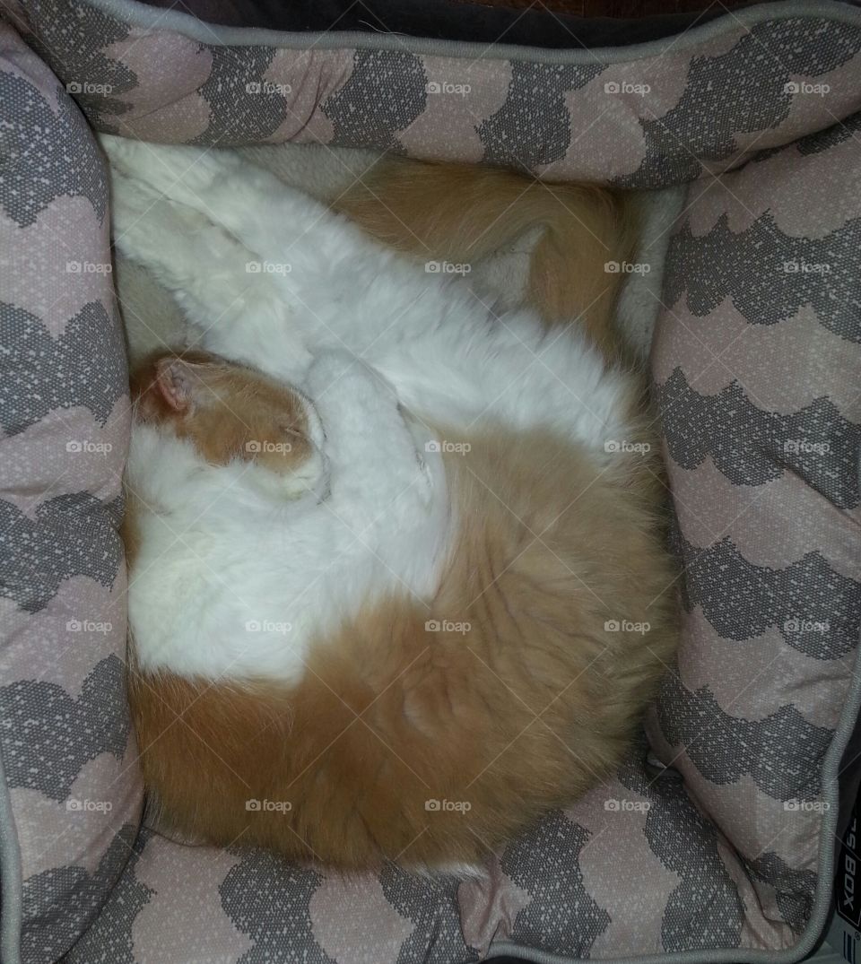 Cat, Mammal, Sleep, Baby, Blanket