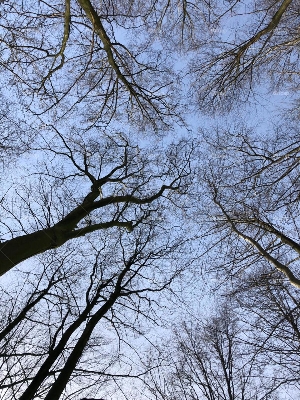trees and sky