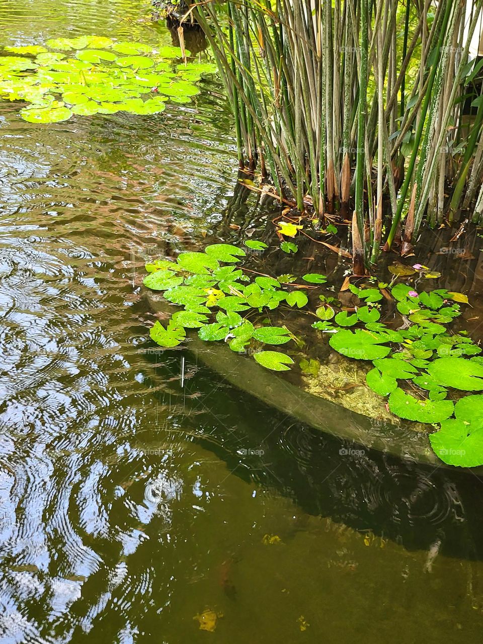 abundance beside the waters