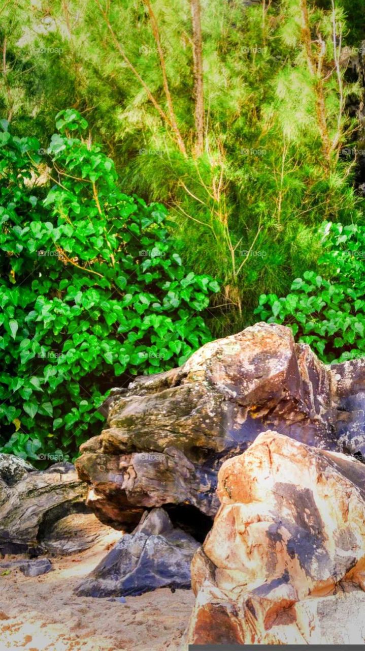 a walk near the forest with rocks