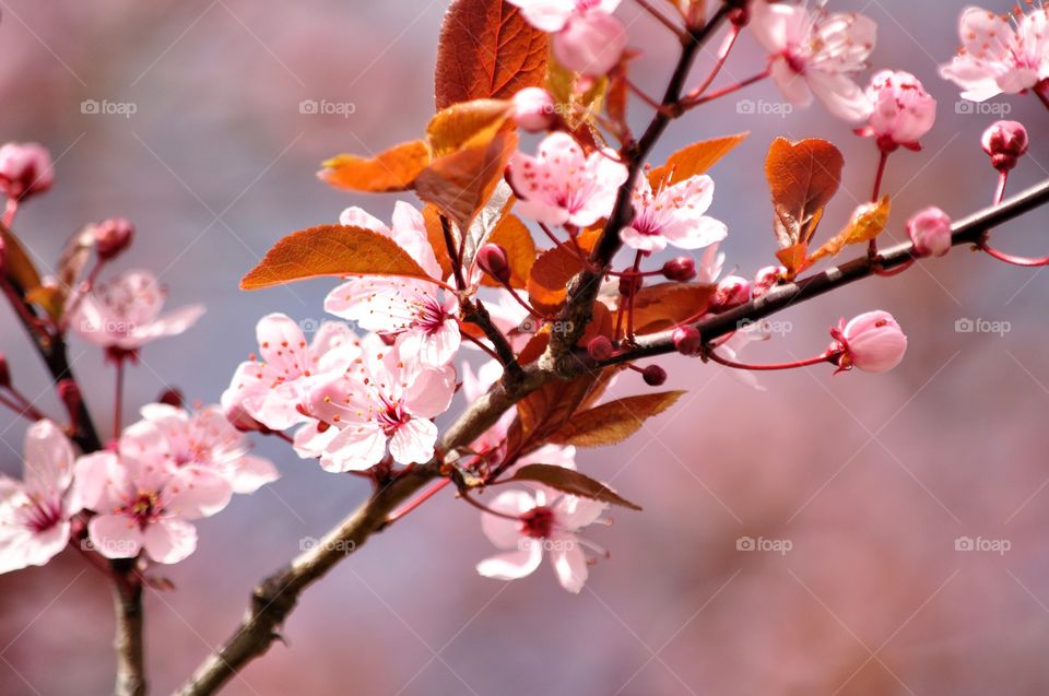 Nature, Branch, Cherry, Flower, No Person