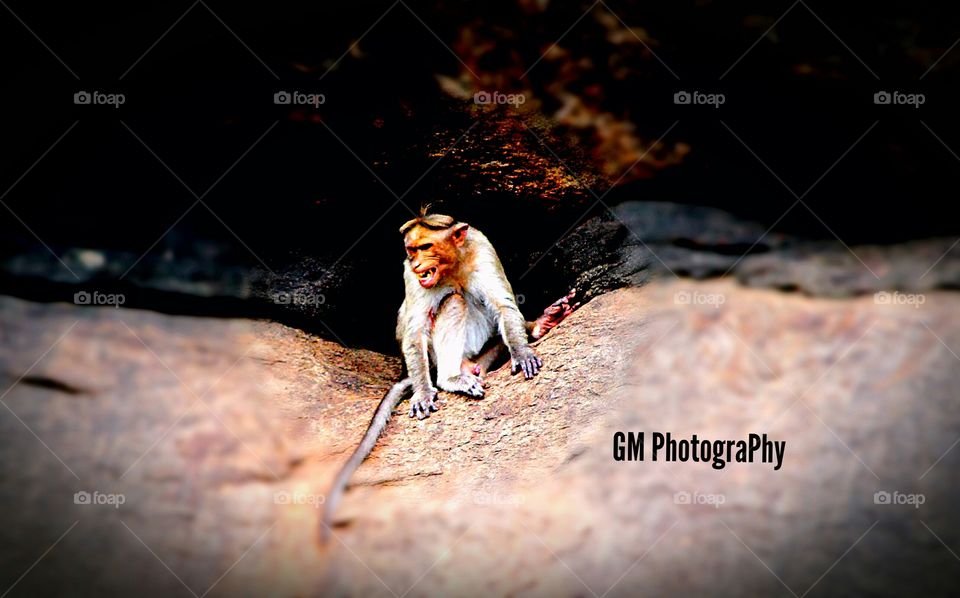 Even this monkey is frustrated and showing it's tooth that not to irritate it...,It's really awesome to look towards the ViewFinder....I felt it well that's y I shooted t well by my ViewFinder of#700D.