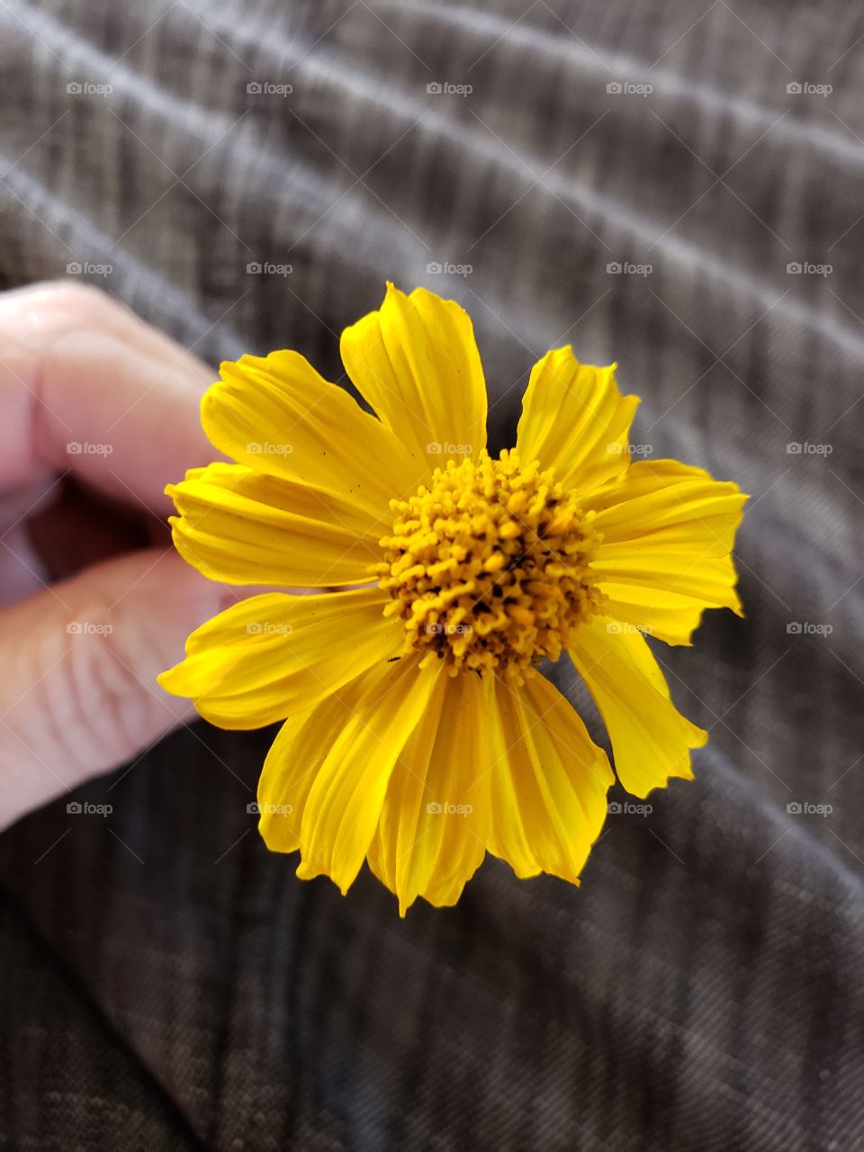 a flower picked by my son