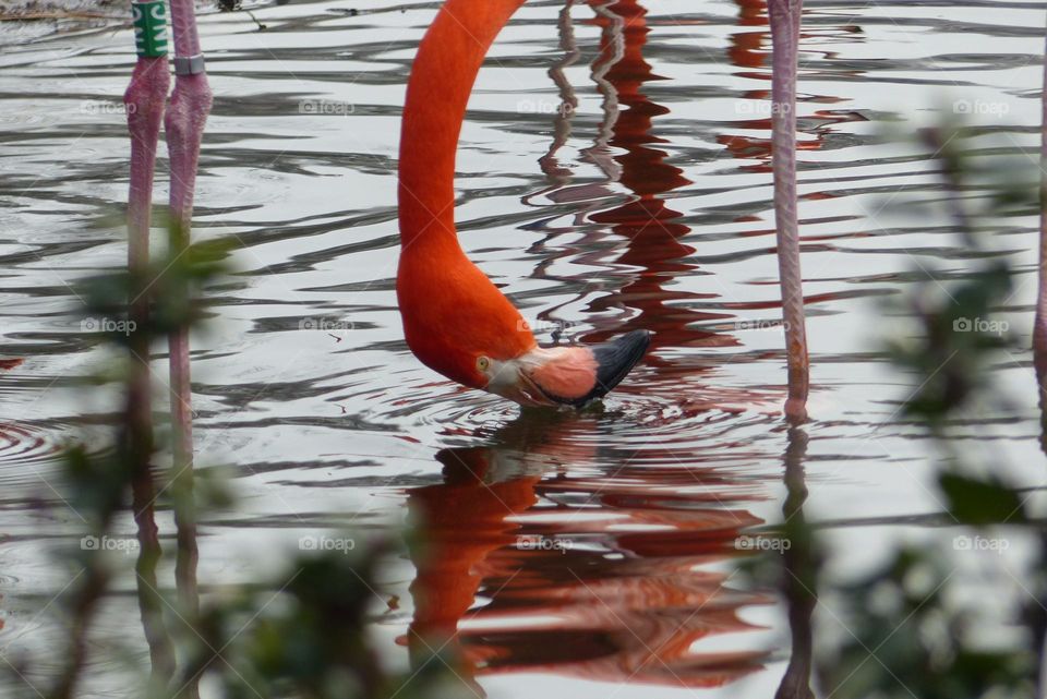 Flamingo in Antwerpen