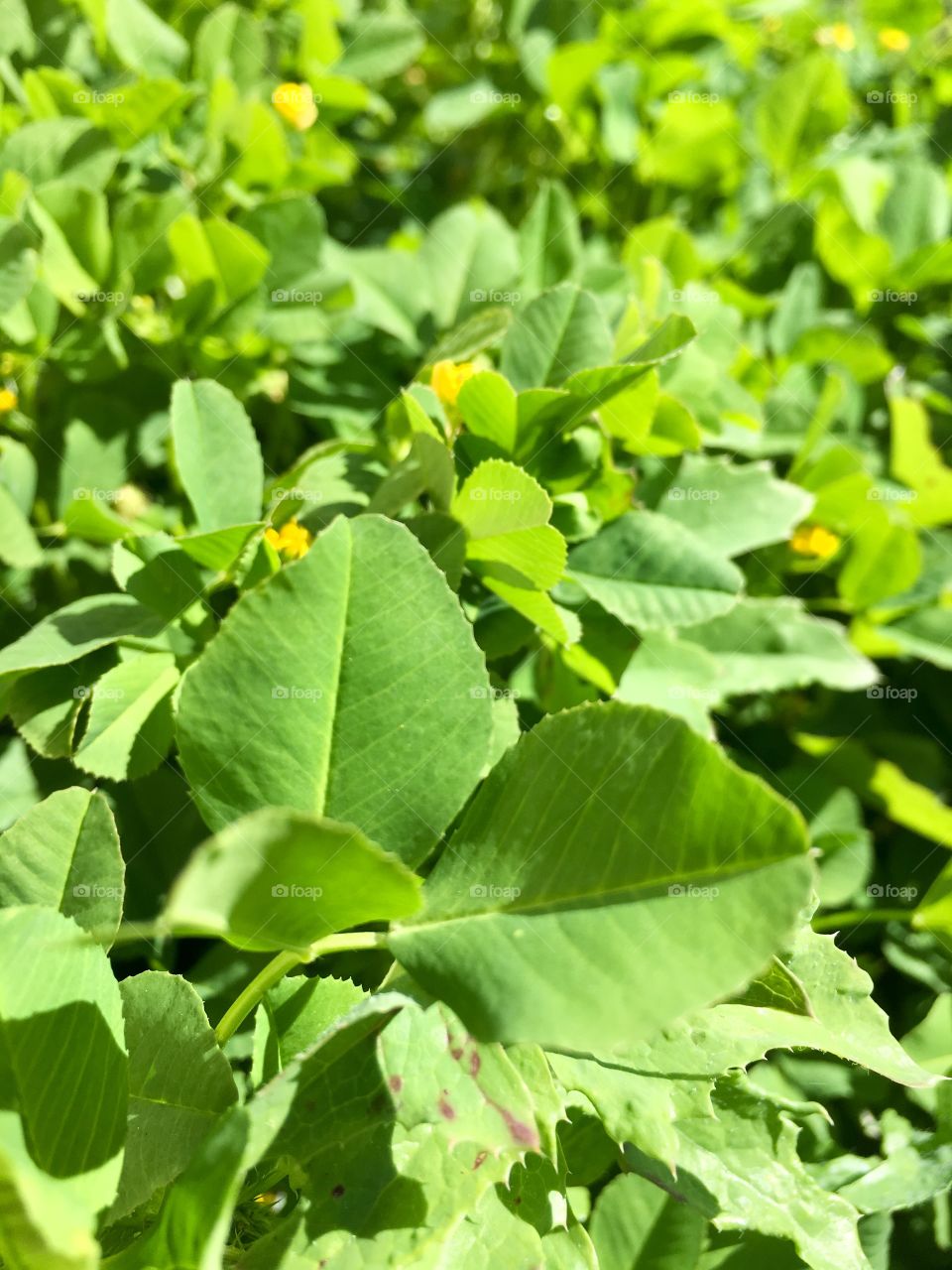 Clover closeup background image green