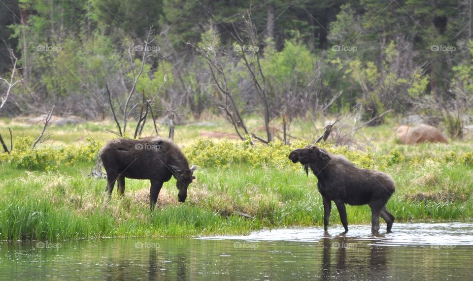 Two young moose square off in a pond in the spring. The setting is a very green forest. Ears back.