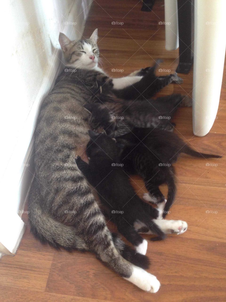 Lovely family cat