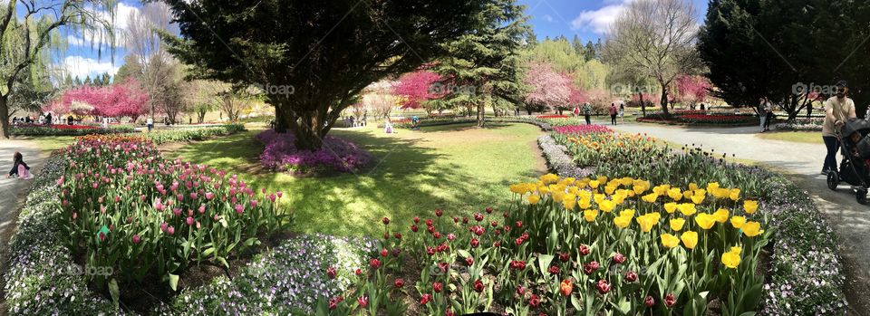 Tulip garden Canberra 
