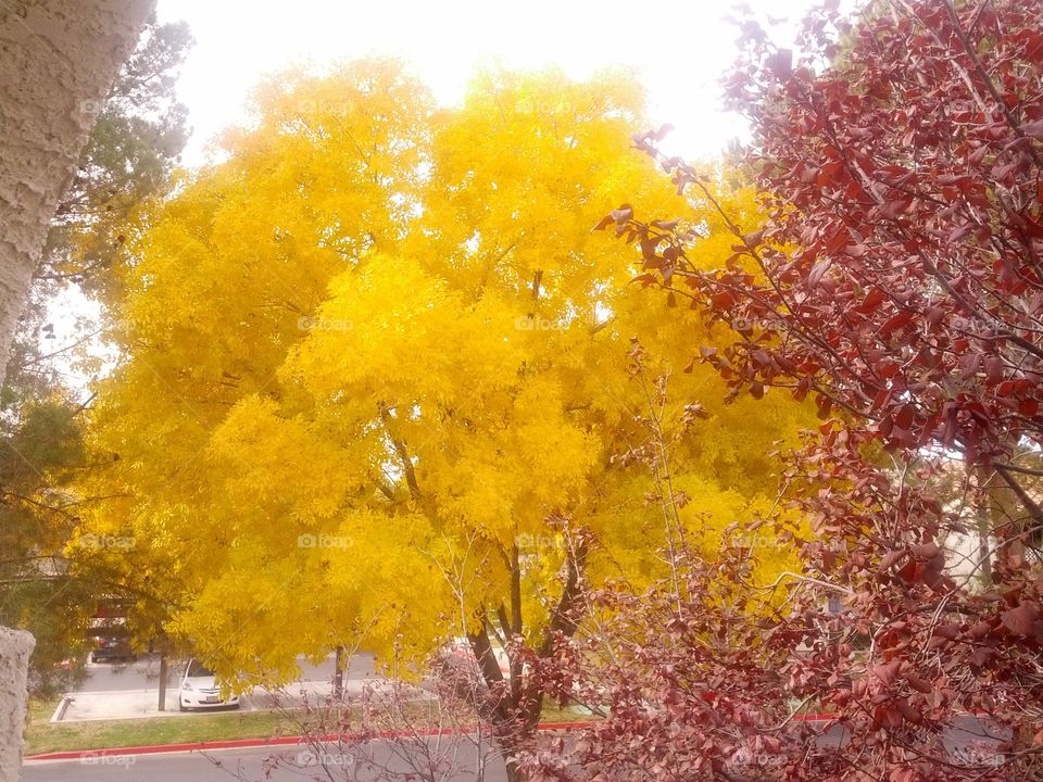 Trees in the fall in Las Vegas, Nevada