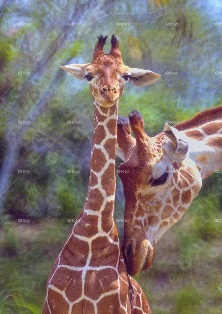 Young giraffe and his mother