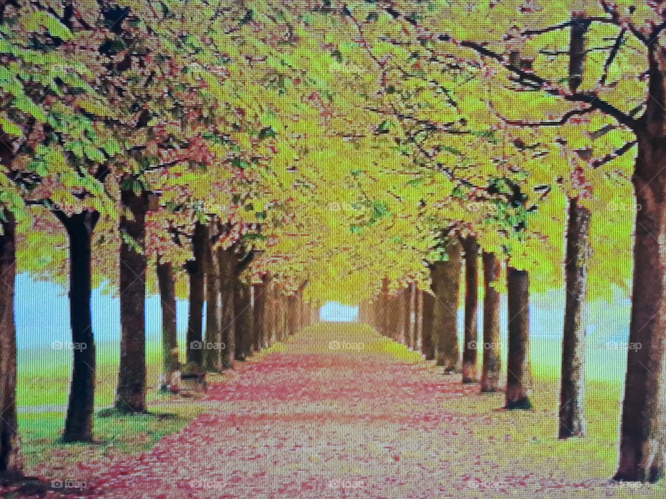 late autumn road with trees in yellow leaves falling to the ground on the road lined with yellow leaves