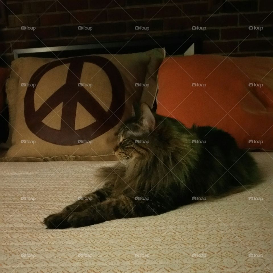 Cat, Mammal, Pet, One, Portrait