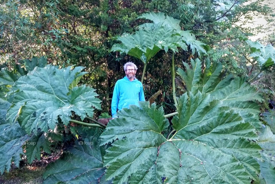 Giant leaves