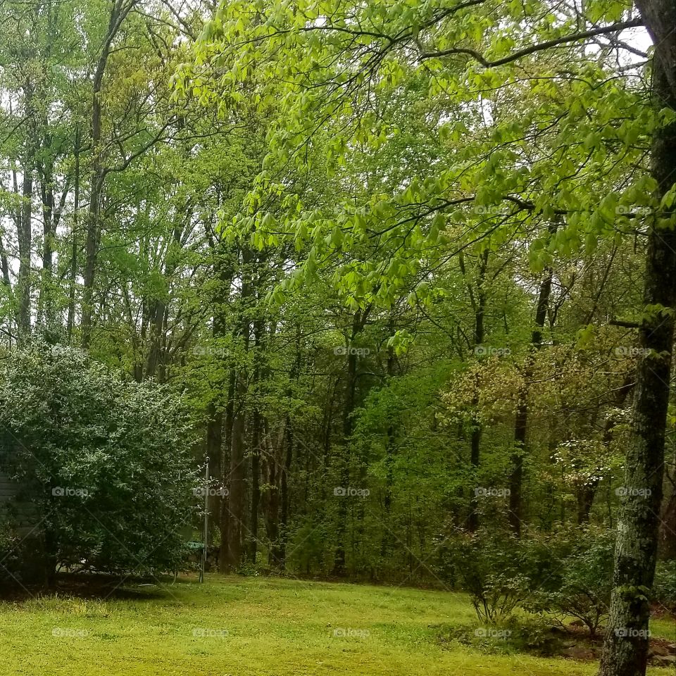 Sprouting greenery of the blossoming trees in the woods.