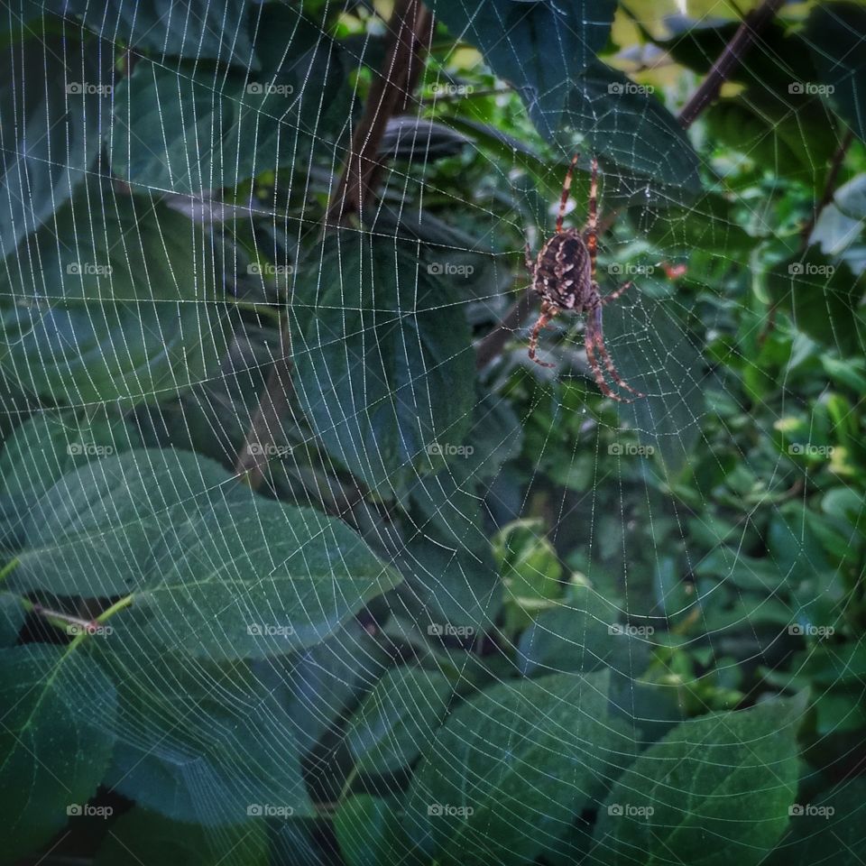 Spiderweb 