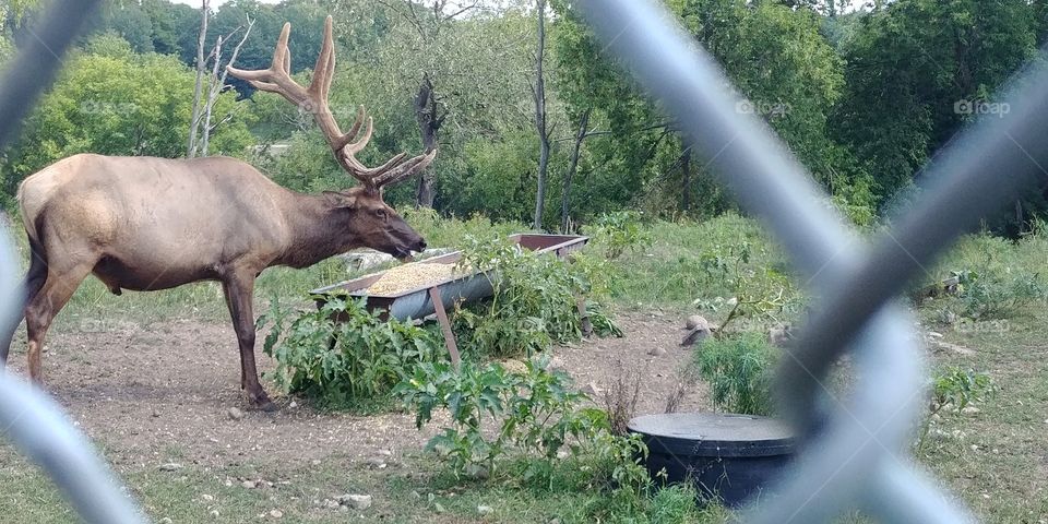 stag elk through fence