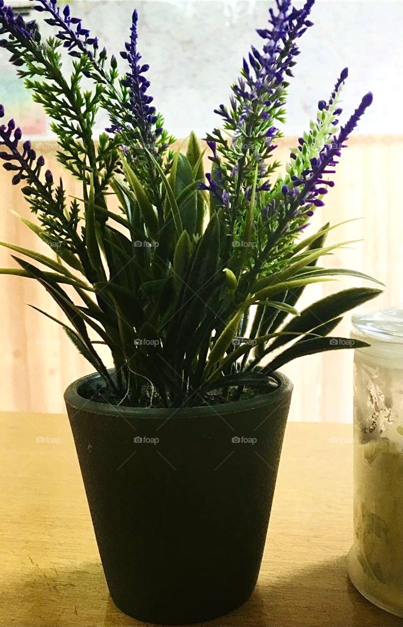 A plant I always put in front of me when I work 