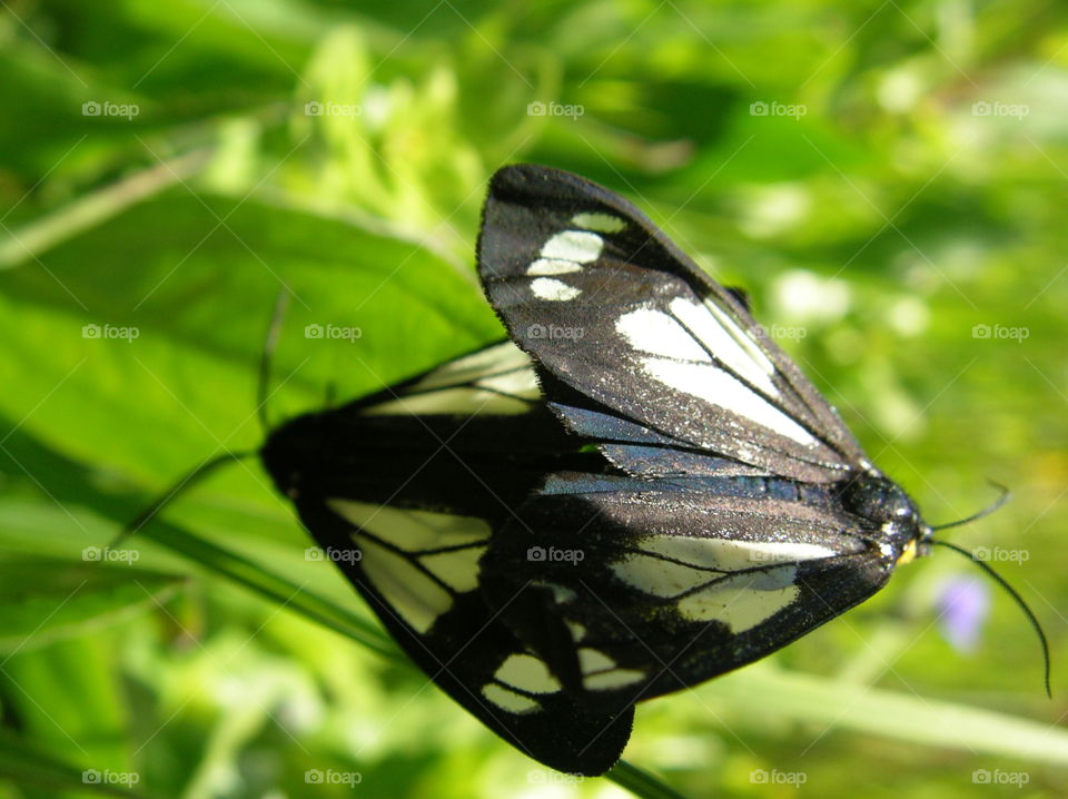 While out hiking in the Glacier Peak Wilderness area of western WA I can across these two mating butterflies. There were hundreds of them in a meadow mating. It was amazing.