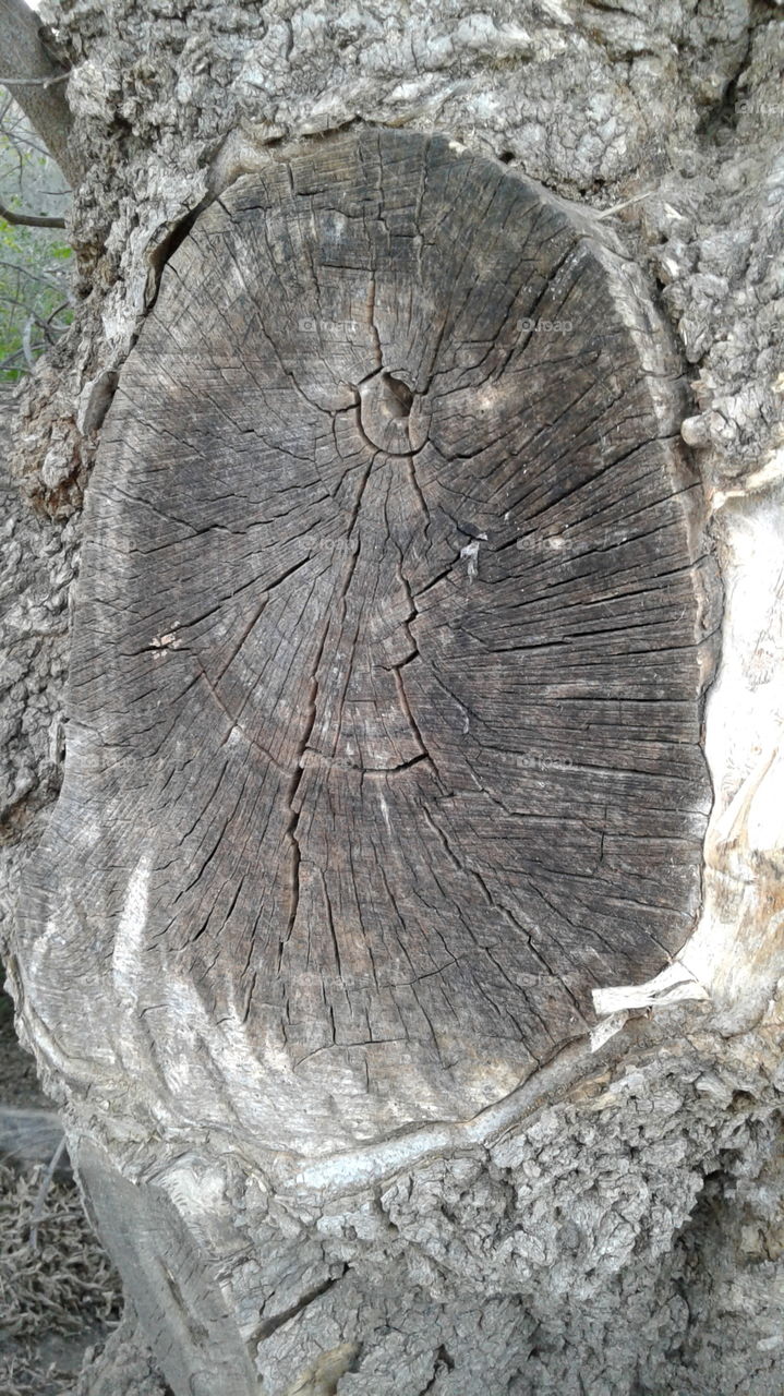 Tree, Bark, Log, Trunk, Wood