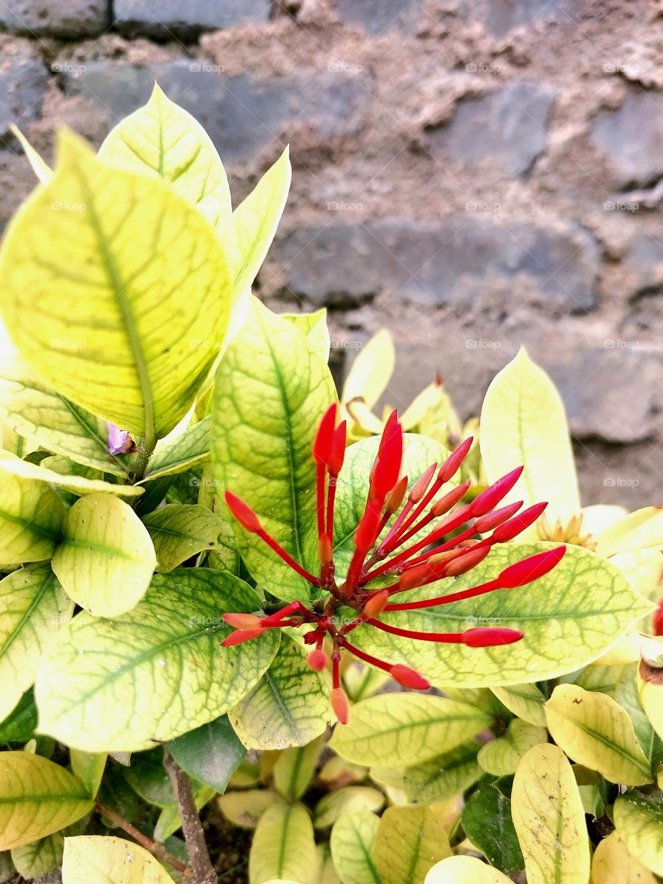 Ixora Coccinea or known as Chinese ixora, a
group of buds in one branch or flower plant.
Isolated on natural green leaves with blurred
background
