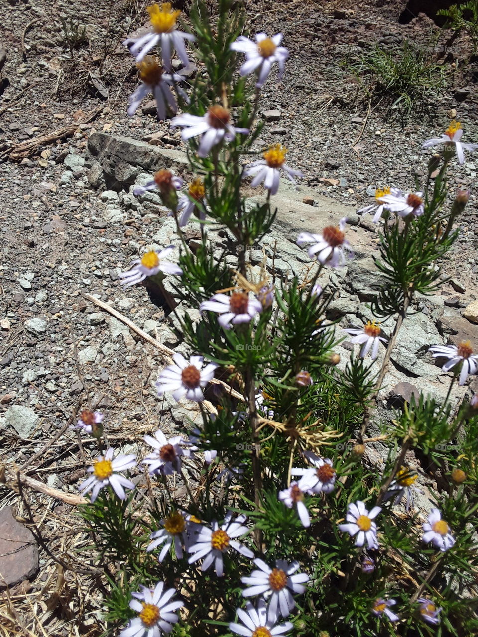 A beautiful rockplant.
