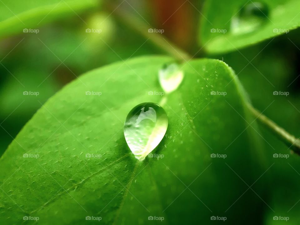 RAIN DROPS ON THE LEAF