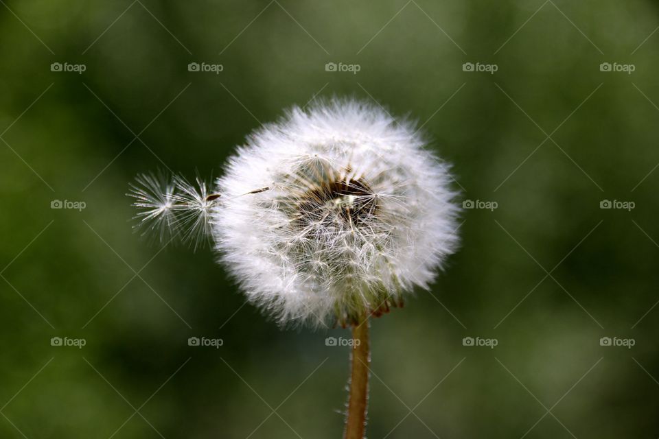Dandelion 