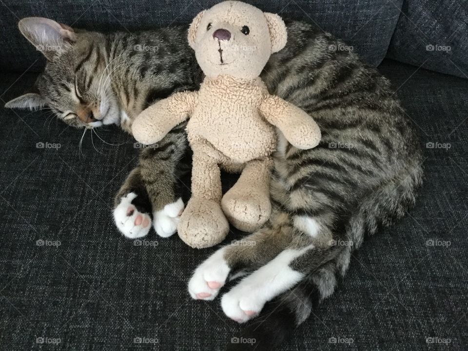 One of our three cats Leo cuddling a Mr Teddy. 
Leohad a rough start living outdoors and not being cared for. We have adopted all cats and they are adorable both to people and to each other. 😻😻😻😻😻