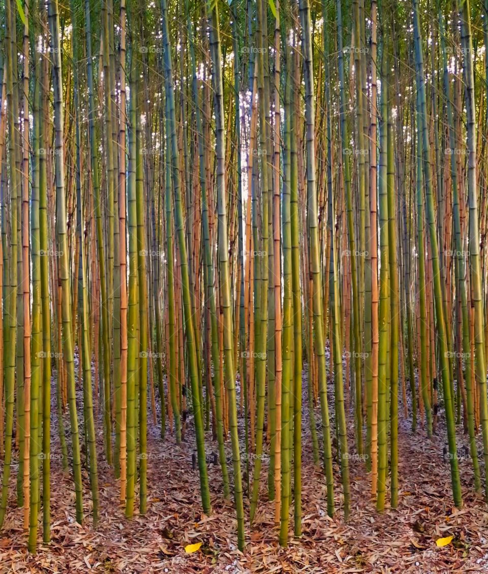 Bamboo Grove