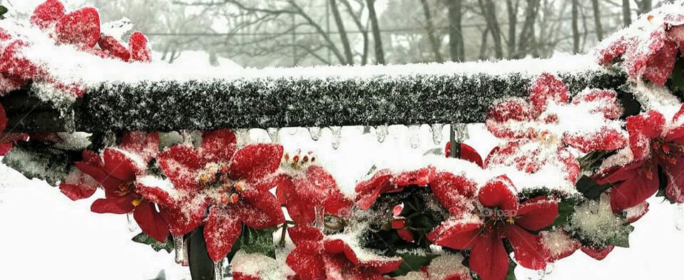 Fake flowers, real snow