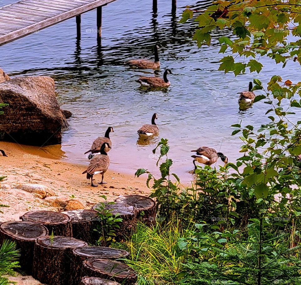 gaggle of geese