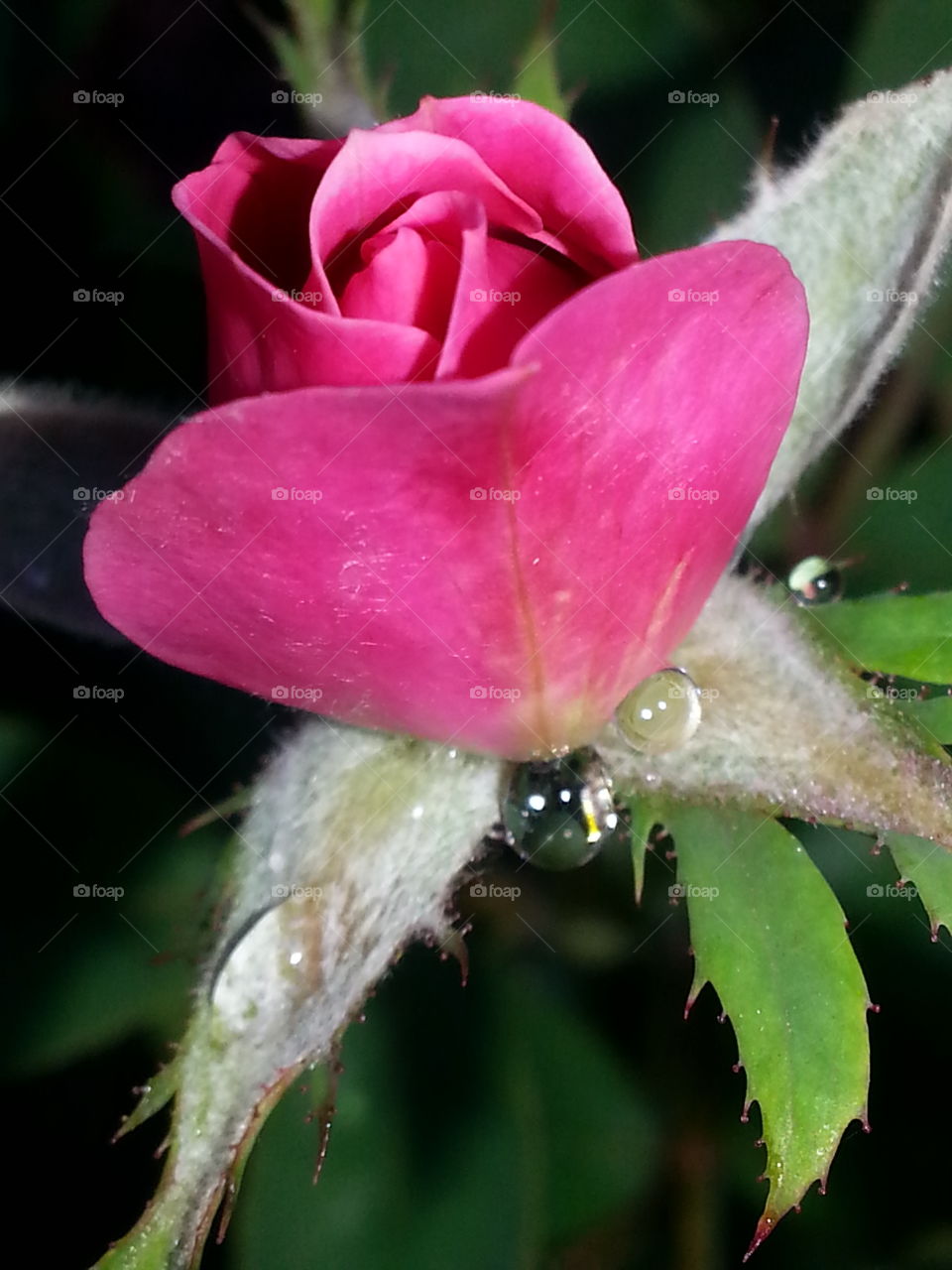 rosebud