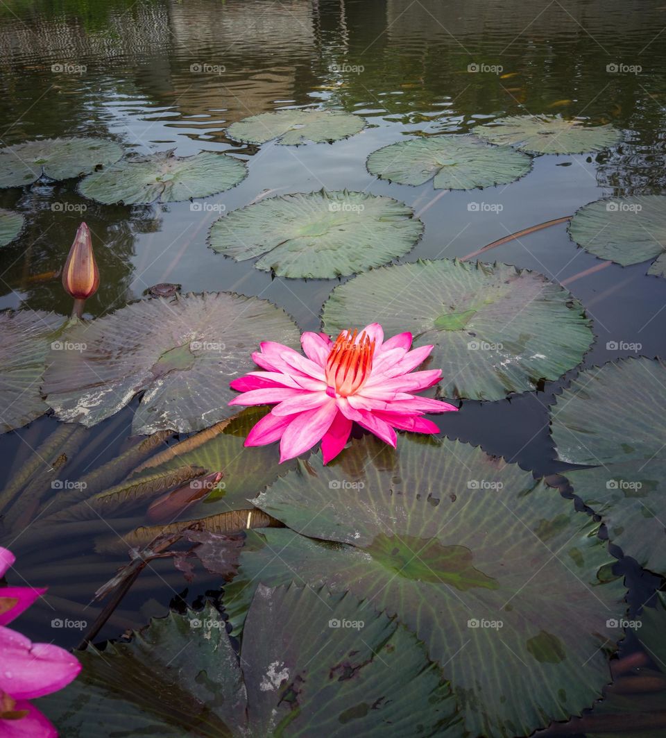 lotus flower in the fish pond