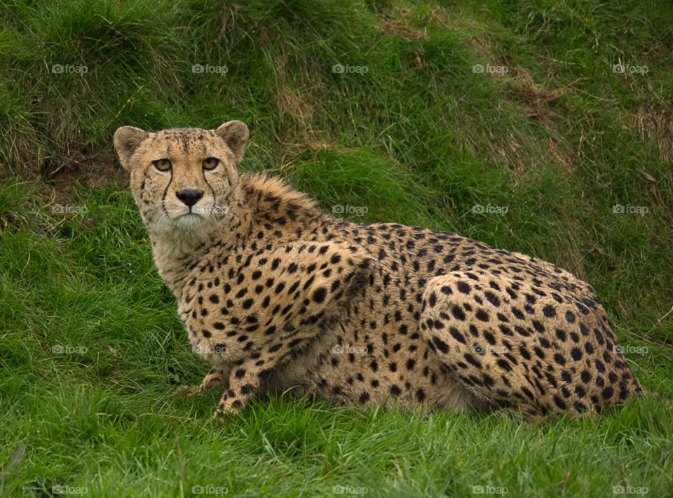 cat speed land big by gaillewisbraznell