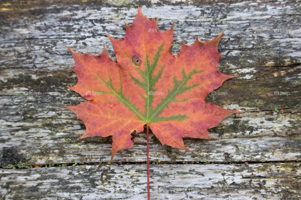 Autumn, colorful maple leaf on wood - höst,  lönnlöv på trä 