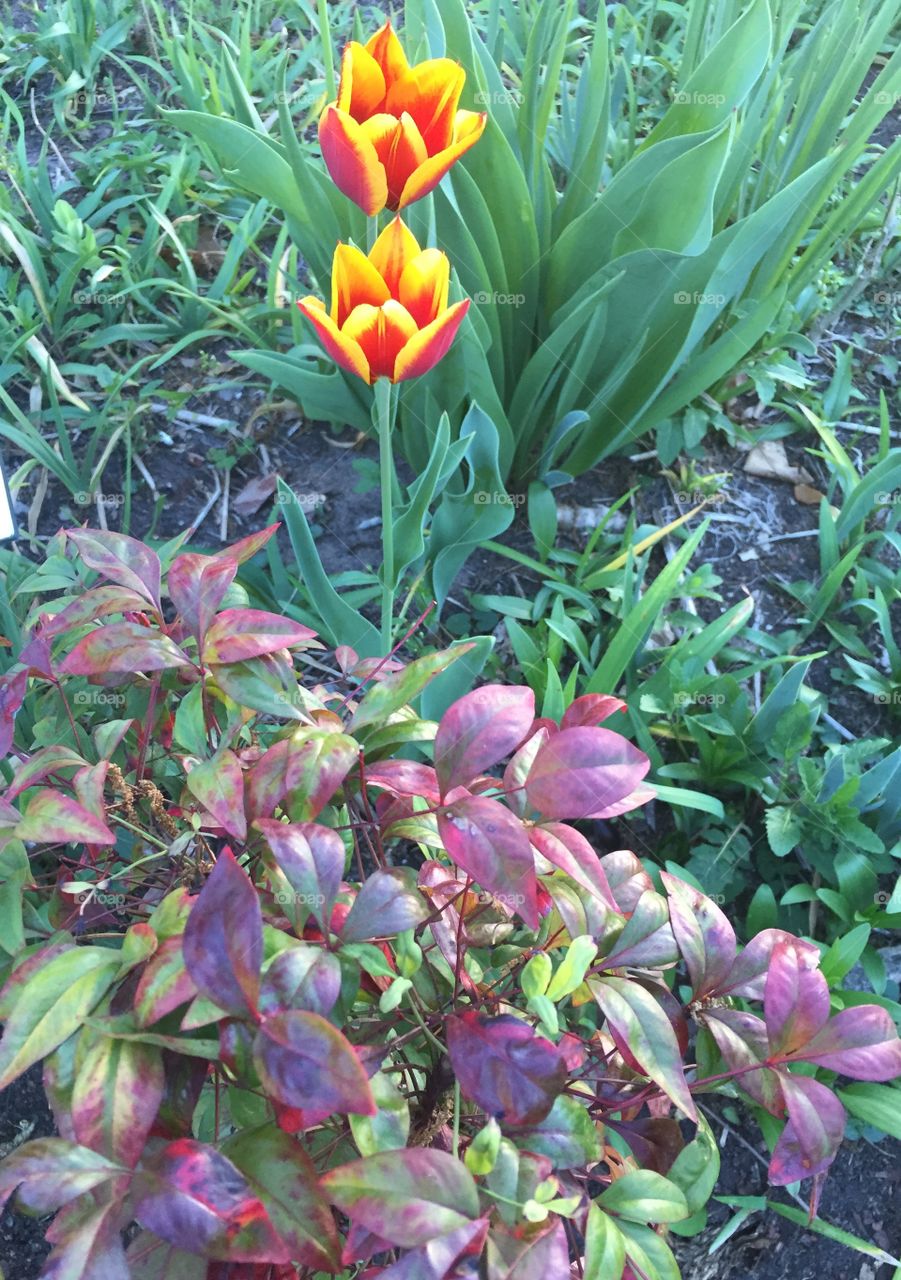 Orange and red tulips in a garden with green and burgundy bush. 