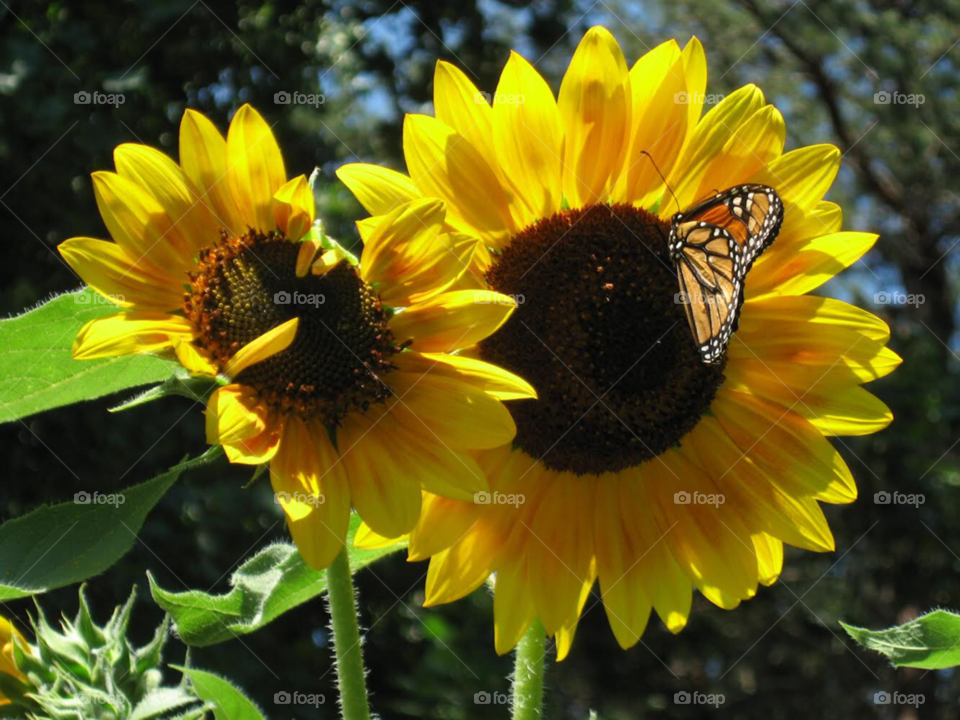 2 sunflowers with monarch 