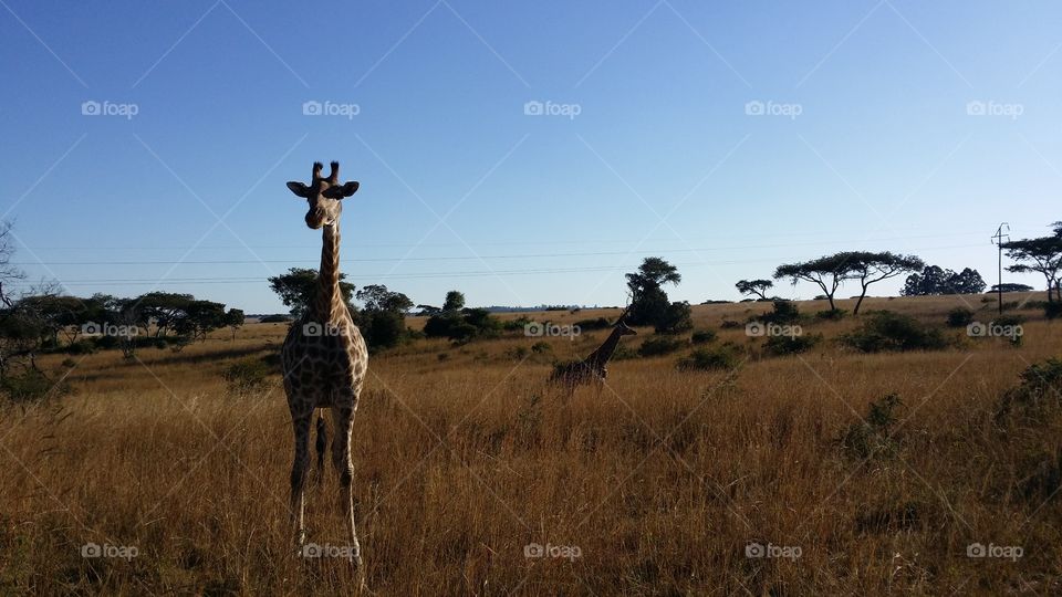 giraffe in Zimbabwe. on game drive in Zimbabwe we came across this gorgeous giraffe who was quite curious about us