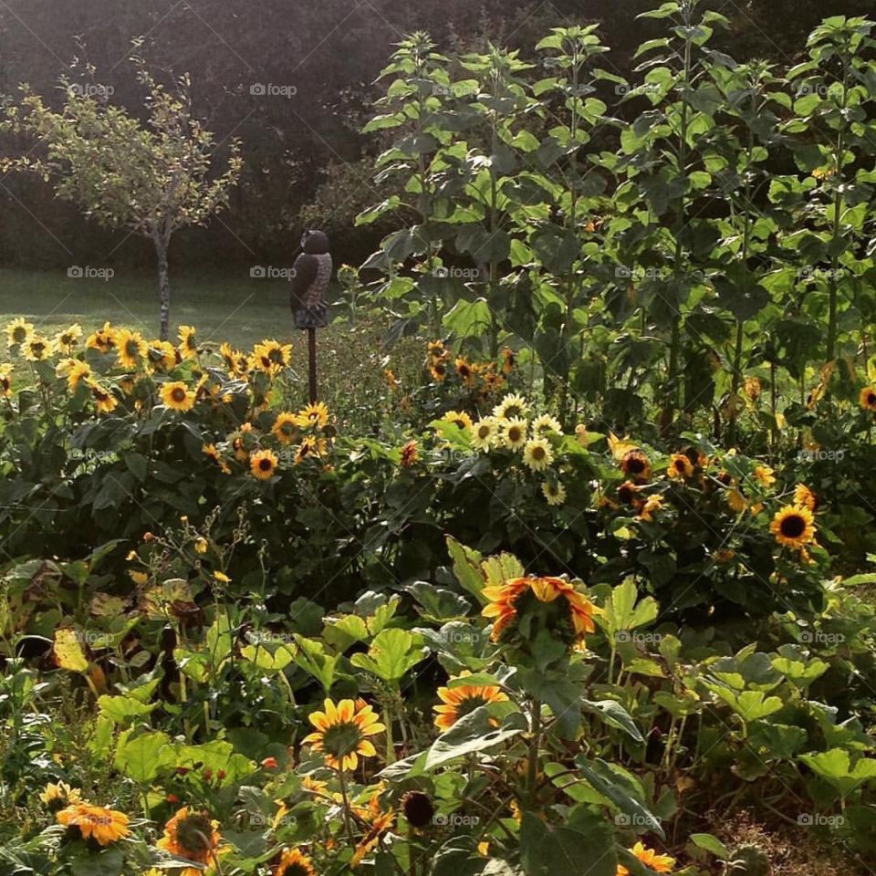Yellow, country Sunflower garden in bloom. 