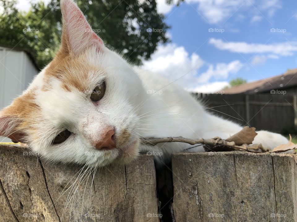 Peaceful cat resting on stump