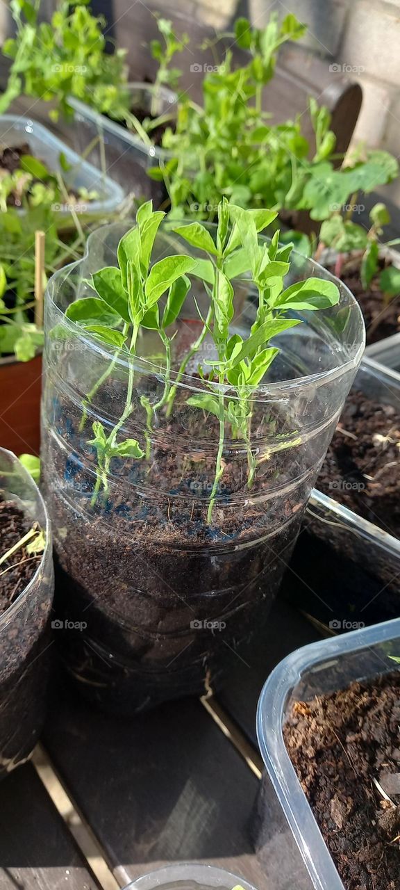 repurposed plastic bottles make fab plant pots