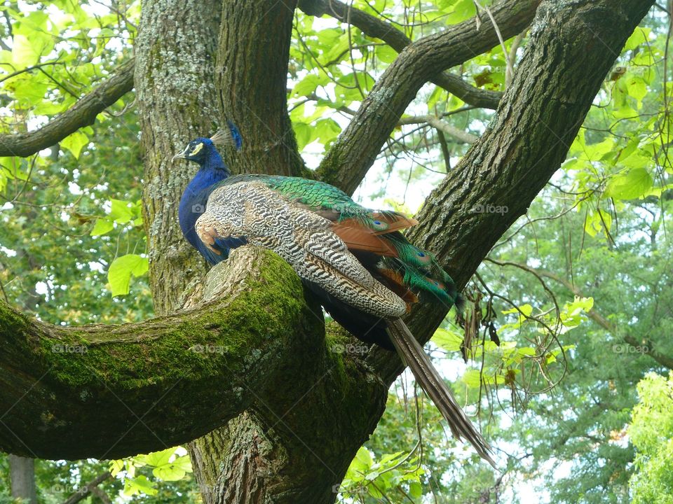 Peacock/ wild life 