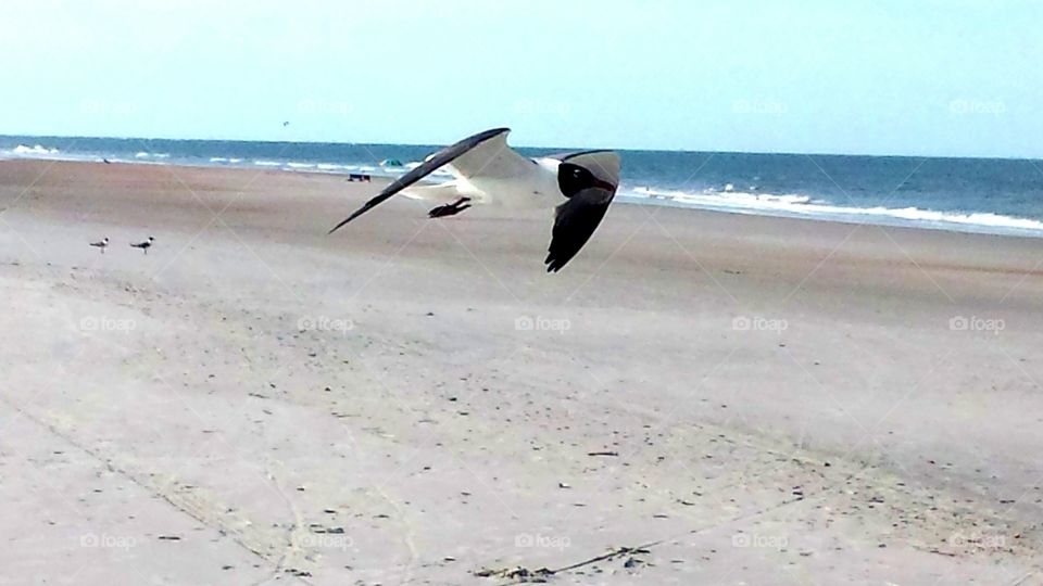 Seagull in Flight