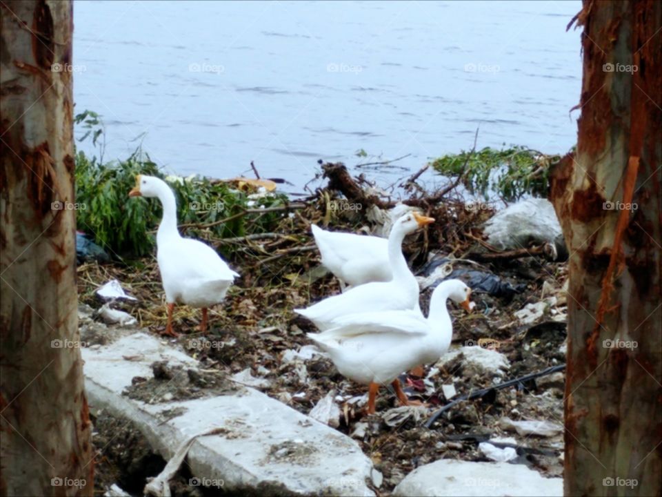 Ducks. Ducks 's family at the Lake.