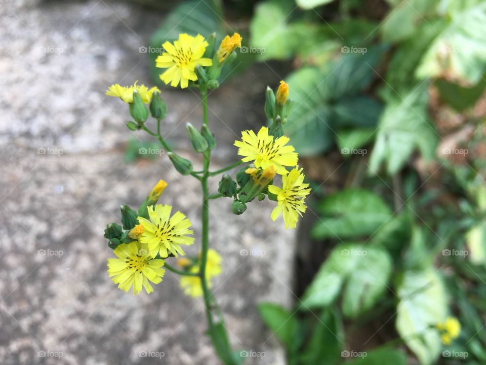 Primavera e suas belezas 