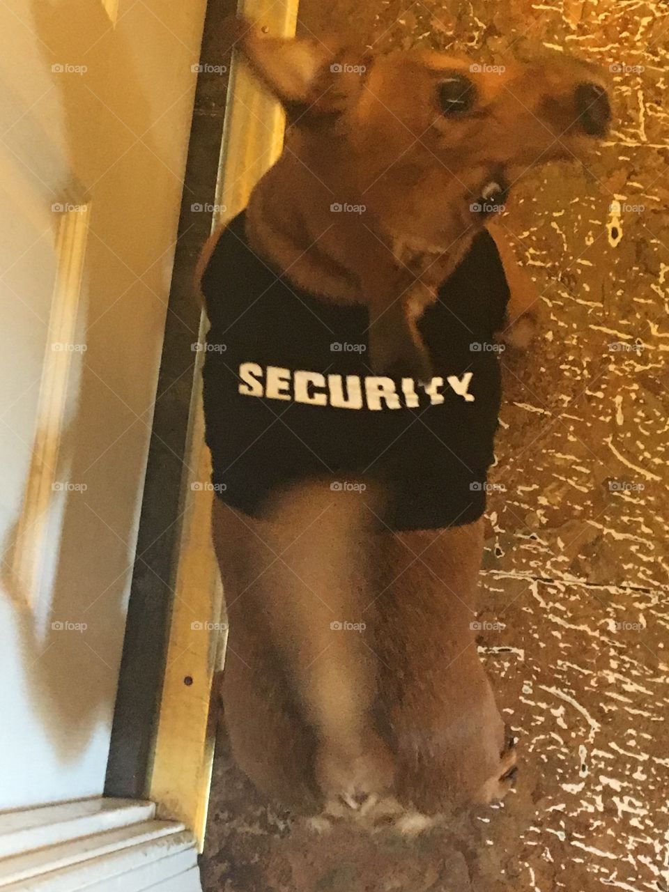 Doggy Security! 