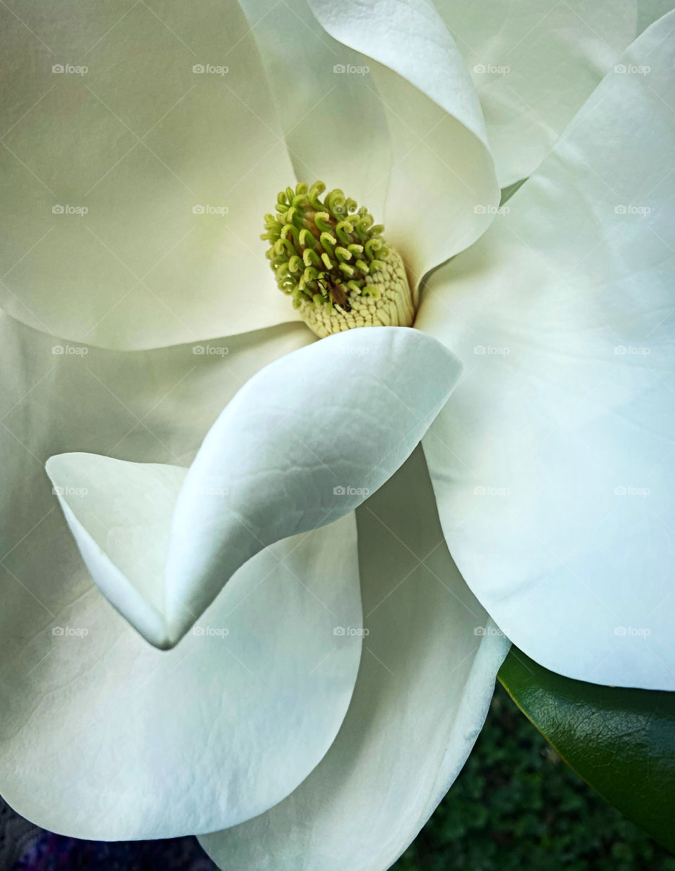 Magnolia blossom close-up 