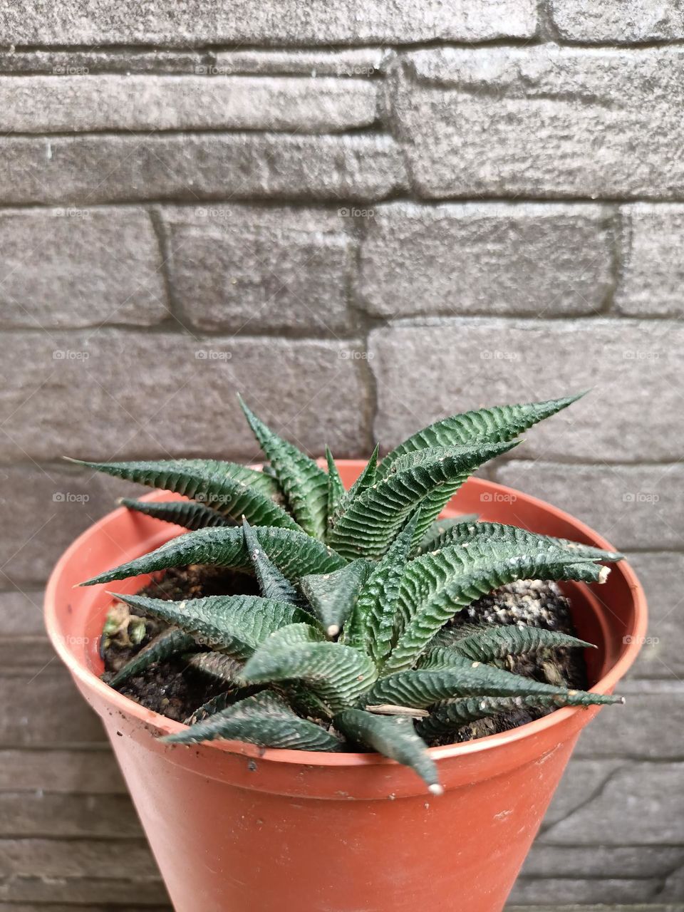 Variety of cactus with beautiful flower in garden. Small decorative cactus plants.