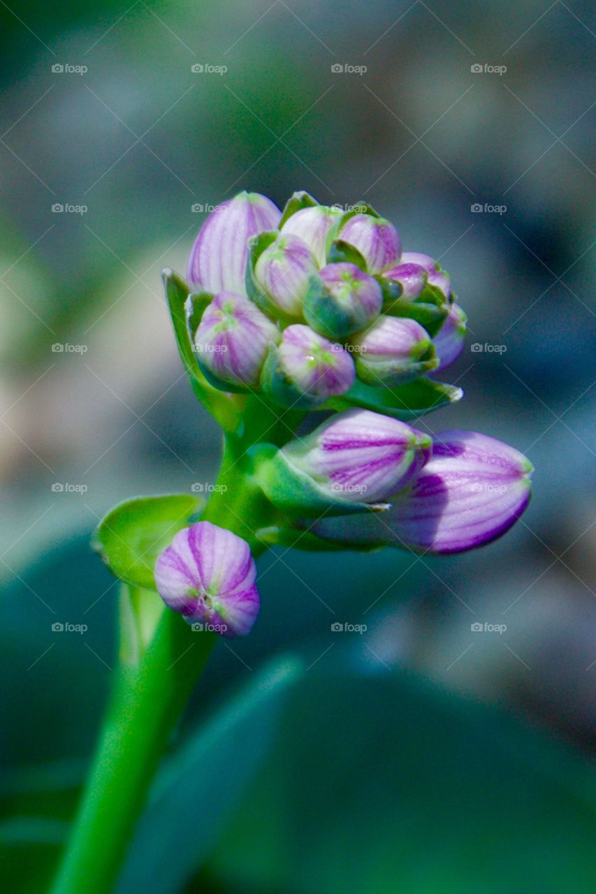 Sunlit lavender Hosta plant flower buds