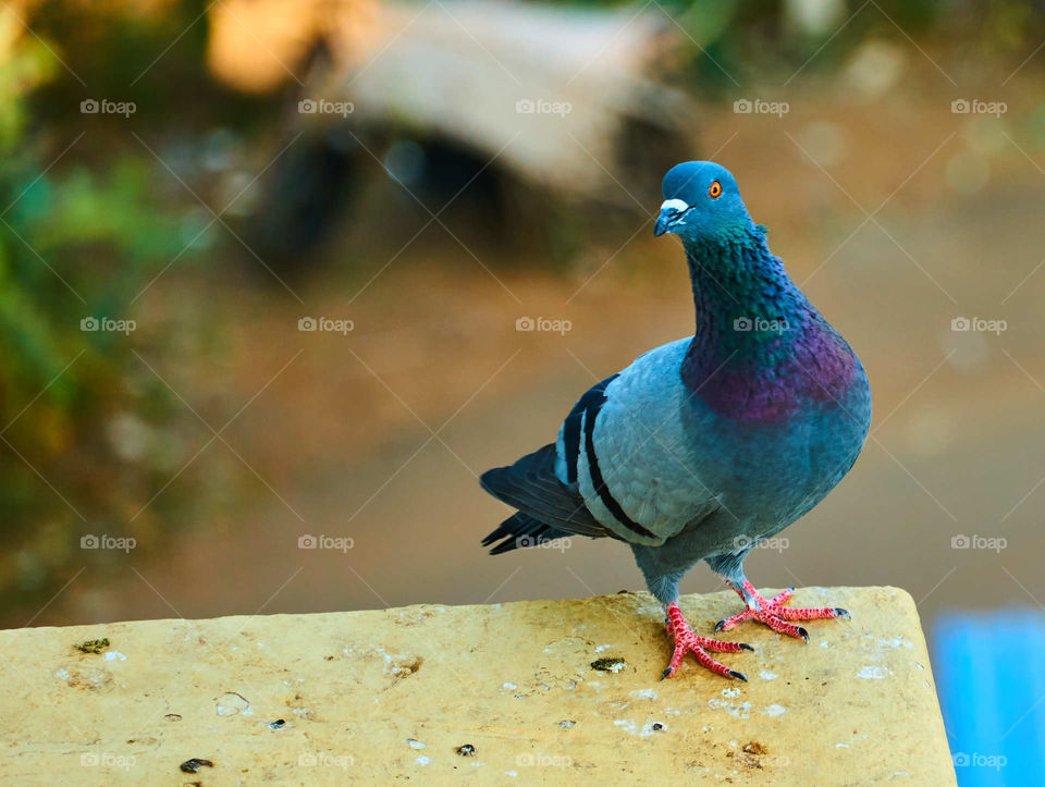 Bird photography - Dove - Morning stretches - before first flight - Scouting for food